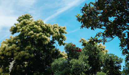 Natureza, céu e árvores