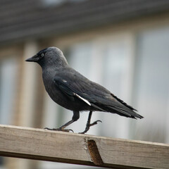 crow on the fence