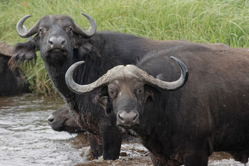 Obraz premium Cape buffalo bathing in watering hole Tanzania Africa