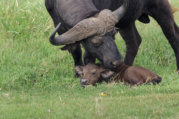 Fototapeta premium Cape buffalo with baby Ngorongoro Crater Tanzania Africa