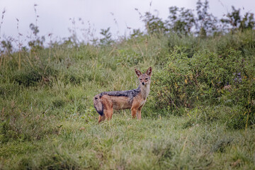 Black-backed jackal Ngorongoro Crater Tanzania