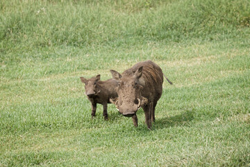 Warthog Ngorongoro Crater Tanzania Africa