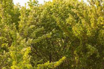 Landscape with American maple trees in a strong gusty wind. Selective focus.