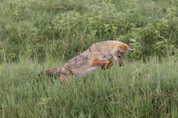 Golden jackal hunting Ngorongoro Crater Tanzania - obrazy, fototapety, plakaty