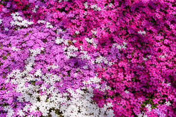 徳島県は広棚花の里に咲く満開の芝桜の絨毯