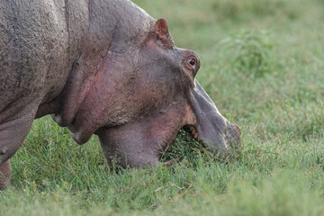 Hippopotamus Ngorongoro Crater Tanzania Africa