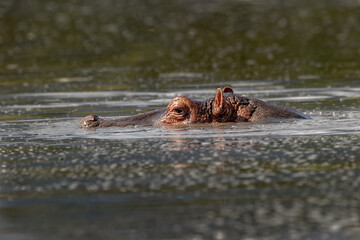 Hippopotamus Ngorongoro Crater Tanzania Africa