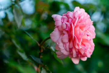 pink rose petals in the center of the frame with a blurred background