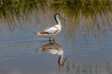 Pied avocet Ngorongoro Crater Tanzania Africa