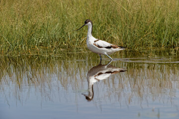 Pied avocet Ngorongoro Crater Tanzania Africa