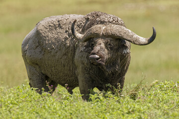 Cape Buffalo Ngorongoro Crater Tanzania Africa