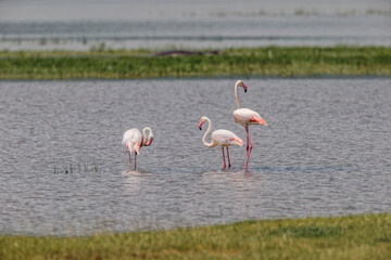 Fototapeta premium Lesser flamingo Ngorongoro Crater Tanzania Africa