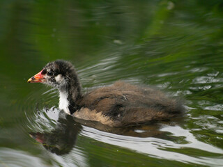 Baby Moorhen on the Water.