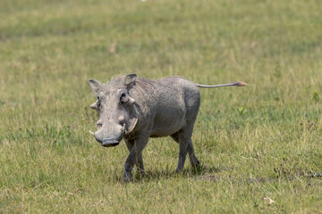 Warthog Serengeti National Park Tanzania Africa 