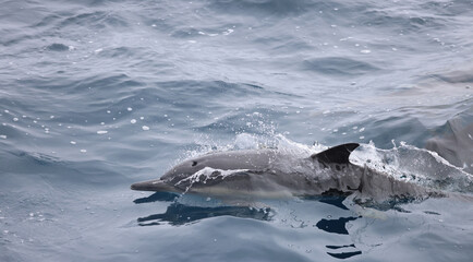 dolphin in the water
