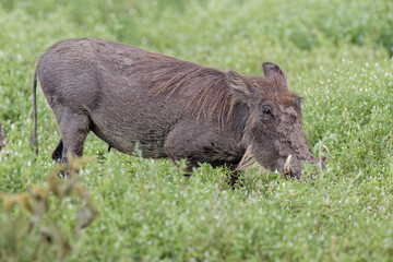 Warthog Ngorongoro Crater Tanzania Africa