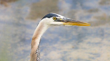 Great Blue Heron (Ardea herodias) head close up Canadian wildlife portrait and photography wallpaper