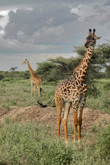 Masai giraffe Ngorongoro Conservation Area World Heritage Site Tanzania