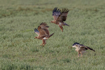 Trio of Tawny eagles Aquila rapax Serengeti National Park Tanzania Africa