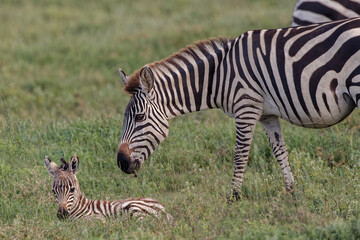 Fototapeta na wymiar Baby zebra foal with mother Serengeti National Park Tanzania Africa