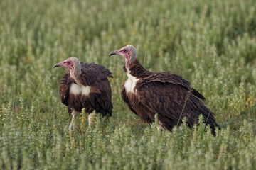 Hooded vultures Serengeti National Park Tanzania Africa