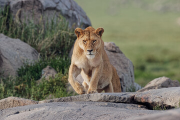 Female lion on kopje Serengeti National Park Tanzania Africa