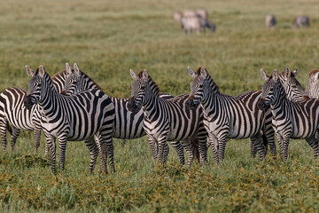 Fototapeta na wymiar Burchell's Zebra herd with attention on nearby lion Serengeti National Park Tanzania Africa