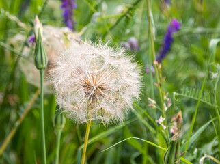 Fototapeta premium Close up of a wild dandelion among lush green foliage