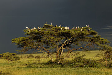 White storks in tree and dark clouds European stork Serengeti National Park Tanzania Africa