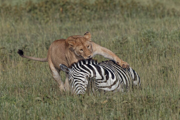 Lioness finds a zebra that died giving birth