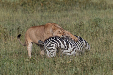 Obraz na płótnie Canvas Lioness finds a zebra that died giving birth