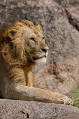 Adult male lions resting on rocky outcropping Serengeti National Park Tanzania Africa