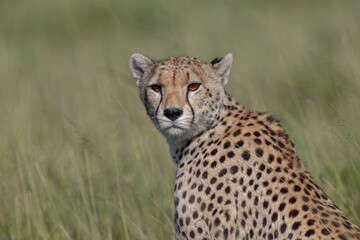 Cheetah in Serengeti National Park