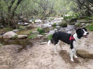 a border collie dog is in nature, with mountains and a river with rocks.
