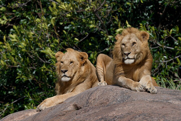 Adult male lions resting on rocky outcropping Serengeti National Park Tanzania Africa