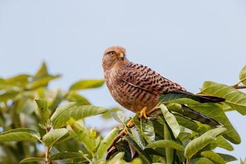 Common kestrel Serengeti National Park Tanzania Africa