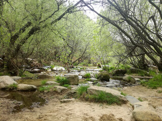 a river crosses a green landscape of trees forming waterfalls with its water