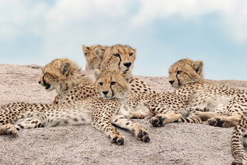 Fototapeta premium Female cheetah with five large cubs on kopje Serengeti National Park Tanzania Africa