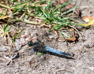 Close up of dragonfly on the floor with an out of focus background