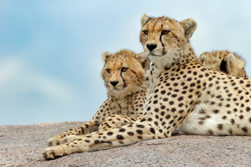 Female cheetah with five large cubs on kopje Serengeti National Park Tanzania Africa