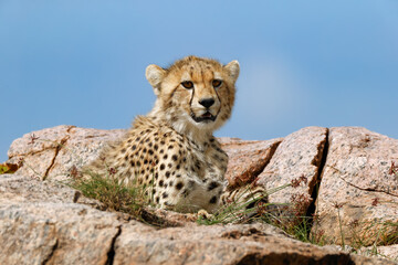 Cheetah cubs on kopje Serengeti National Park Tanzania Africa
