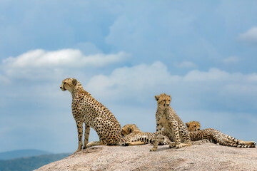 Female Cheetah with five large cubs on kopje Serengeti National Park Tanzania Africa © Danita Delimont
