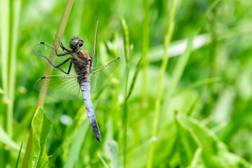 Close up of dragonfly on vegetation with an out of focus background