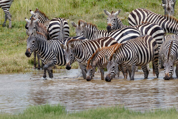 Fototapeta na wymiar Burchell's Zebra at watering hole Serengeti National Park Tanzania Africa