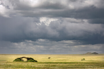 Fototapeta premium Acacia trees in odd shape on plains of Serengeti National Park Tanzania Africa