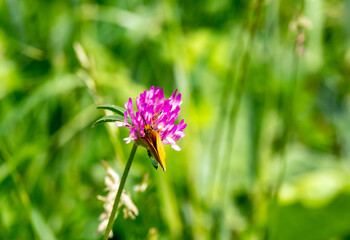 Close up of orange moth or orange butterfly feeding on the pollen from a pink wildflower
