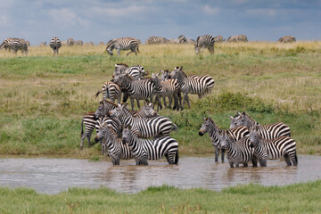Fototapeta na wymiar Large herd of Burchell's Zebra gathering at watering hole Serengeti National Park Tanzania Africa