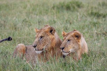 Fototapeta na wymiar Lions in the rain on the plains Serengeti National Park Tanzania Africa