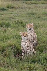 Fototapeta na wymiar Cheetah Serengeti National Park Tanzania Africa