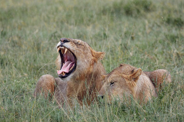 Lions in the rain on the plains Serengeti National Park Tanzania Africa